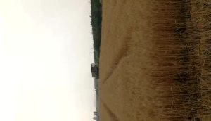 谷王TB70轮式小麦机现场作业视频——满喜农机