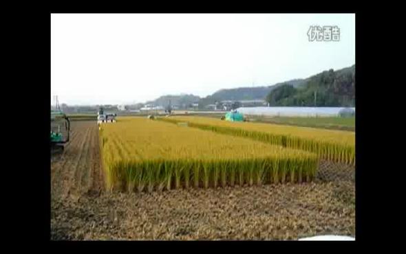 高北水稻饲料收获打包机作业视频