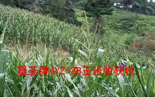垦圣4YZ-3B玉米收获机作业视频