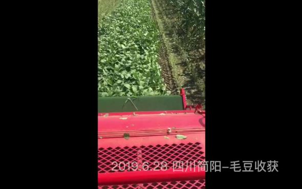 雷神4YZ-MD1500毛豆收获视频