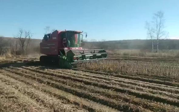 速博世达4YLL-5履带自走式玉米籽粒联合收获机-作业视频